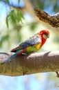 Wild Eastern Rosella (Platycercus Eximius)