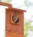 Wild eastern screech owl - Megascops asio - brown phase morph looking peeking out of homemade nesting box house towards camera Royalty Free Stock Photo