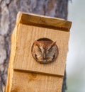 Wild eastern screech owl - Megascops asio - red rufous phase morph looking peeking out of homemade nesting box house towards Royalty Free Stock Photo