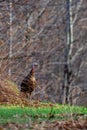 Wild eastern turkey female (Meleagris gallopavo) walking through brush in Wisconsin