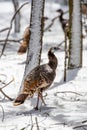 Wild eastern turkey female (Meleagris gallopavo) walking through snow in Wisconsin