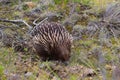 Wild Echidna spiny anteater in Victoria Royalty Free Stock Photo
