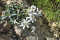 Wild Edelweiss alpine star (leontopodium)