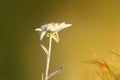 Wild edelweiss close up
