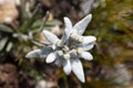 Wild Edelweiss in the mountains