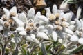 Wild Edelweiss in the mountains