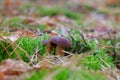 Wild edible bay bolete known as imleria badia or boletus badius mushroom growing among moss and pine needles in pine tree forest Royalty Free Stock Photo