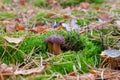 Wild edible bay bolete known as imleria badia or boletus badius mushroom growing among moss and pine needles in pine tree forest Royalty Free Stock Photo