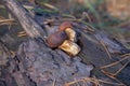 Wild edible bay bolete known as imleria badia or boletus badius mushroom on wooden background in pine tree forest