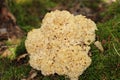 A wild edible fungus Wood Cauliflower (Sparassis crispa) growing in the forest. Royalty Free Stock Photo