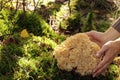 A wild edible fungus Wood Cauliflower (Sparassis crispa) growing in the forest. A woman's hands embrace it. Royalty Free Stock Photo
