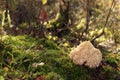 A wild edible fungus Wood Cauliflower (Sparassis crispa) growing in the forestin a sunny clearing Royalty Free Stock Photo