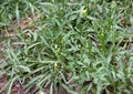 Wild edible Italian arugula Diplotaxis tenuifolia growing at the roadside