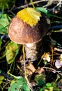 Wild edible Leccinum fungus also known as a Aspen mushroom hidden in the autumn forest foliage. Royalty Free Stock Photo