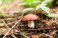 Wild edible mushroom in forest, brown fungus plant Royalty Free Stock Photo