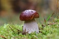 Wild edible mushroom porcino grows in the moss in the forest. It is young and strong. A large solid fungus with a brown cap and a Royalty Free Stock Photo