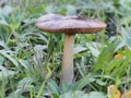 Wild edible mushroom Volvaria Vischiosa Royalty Free Stock Photo