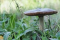 Wild edible mushroom Volvaria Vischiosa 2 Royalty Free Stock Photo