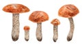 Wild edible mushrooms with red cap. Watercolor hand drawn botanical realistic illustrations. Forest boletus clip art