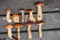 Wild edible mushrooms on wet wooden bench Royalty Free Stock Photo