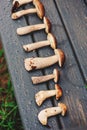 Wild edible mushrooms on wet wooden bench Royalty Free Stock Photo