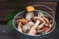 Wild edible orange and brown cap boletus mushrooms in can Royalty Free Stock Photo