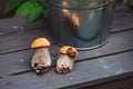 Wild edible orange cap boletus on wooden bench