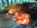 Wild Edible Orange Mushroom