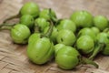 Wild egg plants or brinjal, Solanum aethiopicum, bitter fruits with herbal and medicinal properties