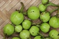 Wild egg plants or brinjal, Solanum aethiopicum, bitter fruits with herbal and medicinal properties