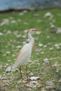 Wild egret