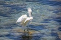 Wild Egret on the Atlantic Ocean, Florida, USA