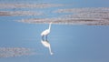 Wild Egret on the Atlantic Ocean, Florida, USA