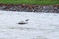 An wild egret is hunting in the river. Royalty Free Stock Photo