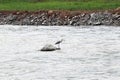 An wild egret is hunting in the river.. Royalty Free Stock Photo