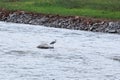 An wild egret lands on a stone in the river. Royalty Free Stock Photo