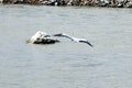 An wild egret prepares to land on a stone in the river. Royalty Free Stock Photo