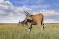 Wild Eland Antelopes Royalty Free Stock Photo