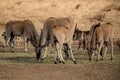 Wild eland antelopes in their natural habitat Royalty Free Stock Photo