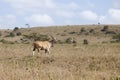 Wild eland Royalty Free Stock Photo