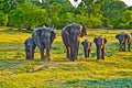 Wild elefants in the jungle Royalty Free Stock Photo
