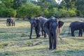 Wild elefants in the jungle Royalty Free Stock Photo