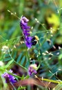Wild elegant plants and herbs of the forest meadow with a bumblebee. Grass mouse peas with blue purple flowers. Royalty Free Stock Photo