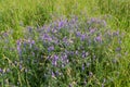 Wild elegant plants and herbs of the forest meadow. Grass mouse peas with blue purple flowers Royalty Free Stock Photo