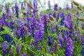 Wild elegant plants and herbs of the forest meadow. Grass mouse peas with blue purple flowers Royalty Free Stock Photo