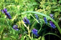 Wild elegant plants and herbs of the forest meadow. Grass mouse peas with blue purple flowers. Royalty Free Stock Photo