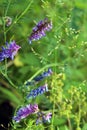 Wild elegant plants and herbs of the forest meadow. Grass mouse peas with blue purple flowers. Royalty Free Stock Photo