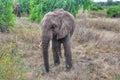 Wild Elephant in Africa Royalty Free Stock Photo