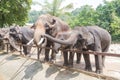 Wild elephant in animal park