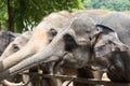 Wild elephant in animal park